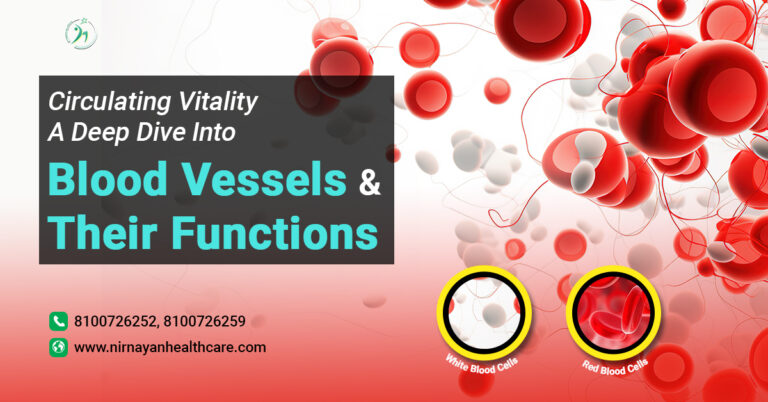 Anatomy of blood Vessels - Nirnayan Health care